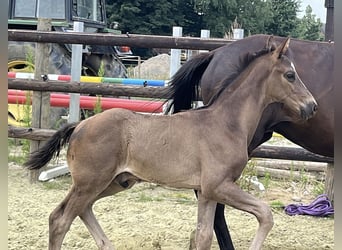 Hannoveraner, Hengst, Fohlen (05/2025), 103 cm, Rappe