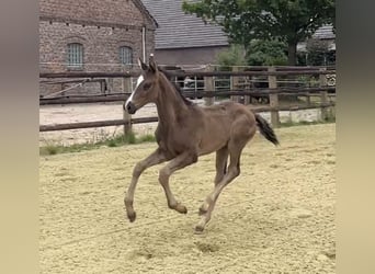 Hannoveraner, Hengst, Fohlen (05/2025), 103 cm, Rappe