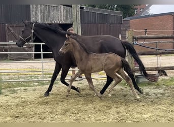Hannoveraner, Hengst, Fohlen (05/2025), 103 cm, Rappe