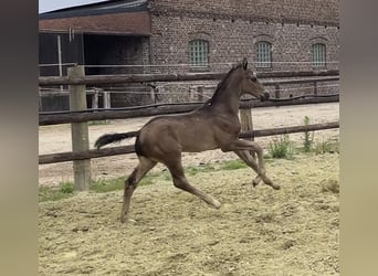 Hannoveraner, Hengst, Fohlen (05/2025), 103 cm, Rappe