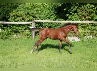 Hannoveraner, Hengst, Fohlen (05/2025), 125 cm, Brauner