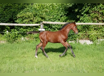 Hannoveraner, Hengst, Fohlen (05/2025), 125 cm, Brauner