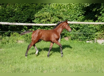 Hannoveraner, Hengst, Fohlen (05/2025), 125 cm, Brauner