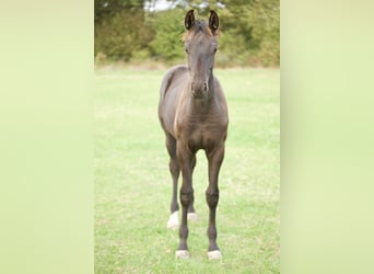 Hannoveraner, Hengst, Fohlen (03/2026), 140 cm, Schwarzbrauner