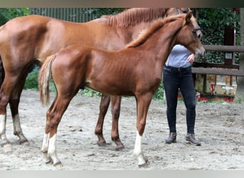 Hannoveraner, Hengst, Fohlen (03/2025), 166 cm, Fuchs