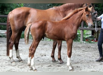 Hannoveraner, Hengst, Fohlen (03/2025), 166 cm, Fuchs