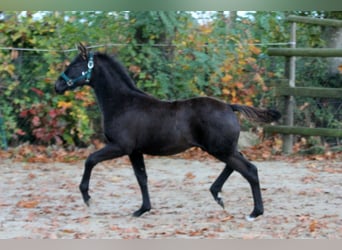 Hannoveraner, Hengst, Fohlen (05/2025), 166 cm, Rappe