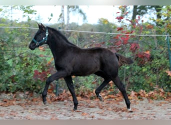 Hannoveraner, Hengst, Fohlen (05/2025), 166 cm, Rappe