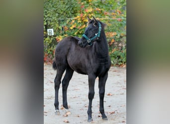 Hannoveraner, Hengst, Fohlen (05/2025), 166 cm, Rappe