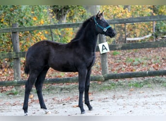 Hannoveraner, Hengst, Fohlen (05/2025), 166 cm, Rappe