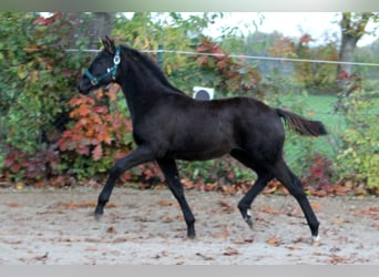 Hannoveraner, Hengst, Fohlen (05/2025), 166 cm, Rappe