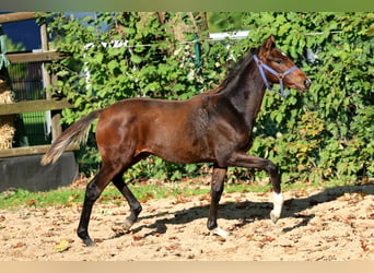 Hannoveraner, Hengst, Fohlen (04/2026), 168 cm, Brauner