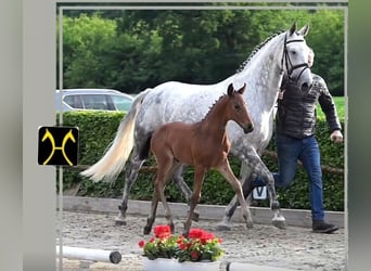 Hannoveraner, Hengst, Fohlen (04/2025), 168 cm, Brauner Hannoveraner, Hengst, Fohlen (04/2025), 168 cm, Brauner