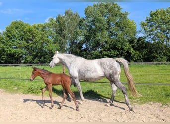 Hannoveraner, Hengst, Fohlen (04/2025), 168 cm, Brauner Hannoveraner, Hengst, Fohlen (04/2025), 168 cm, Brauner