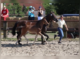 Hannoveraner, Hengst, , 168 cm, Dunkelbrauner