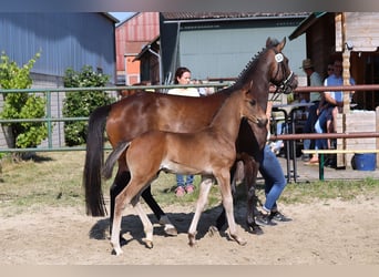 Hannoveraner, Hengst, , 168 cm, Dunkelbrauner