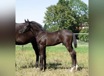 Hannoveraner, Hengst, Fohlen (05/2026), 168 cm, Rappe