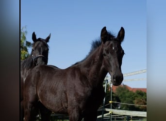 Hannoveraner, Hengst, Fohlen (05/2026), 168 cm, Rappe