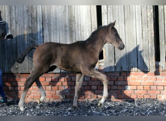 Hannoveraner, Hengst, , 168 cm, Rappe