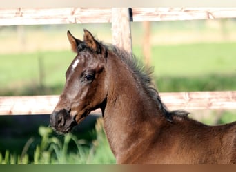 Hannoveraner, Hengst, , 168 cm, Rappe