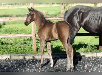 Hannoveraner, Hengst, , 168 cm, Rappe