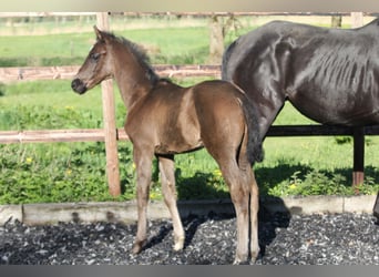 Hannoveraner, Hengst, , 168 cm, Rappe