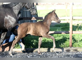 Hannoveraner, Hengst, , 168 cm, Rappe