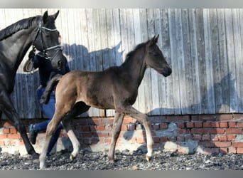 Hannoveraner, Hengst, , 168 cm, Rappe