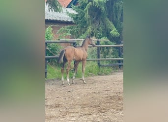 Hannoveraner, Hengst, Fohlen (05/2026), 170 cm, Brauner