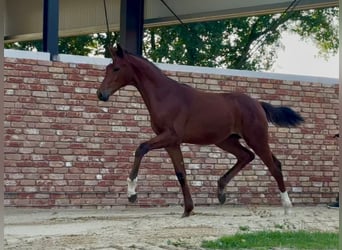 Hannoveraner, Hengst, , 170 cm, Brauner