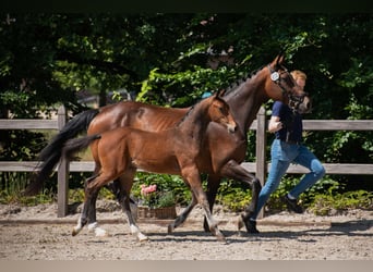 Hannoveraner, Hengst, , 170 cm, Brauner