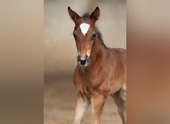 Hannoveraner, Hengst, Fohlen (03/2026), 170 cm, Brauner