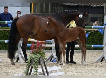 Hannoveraner, Hengst, , 170 cm, Brauner