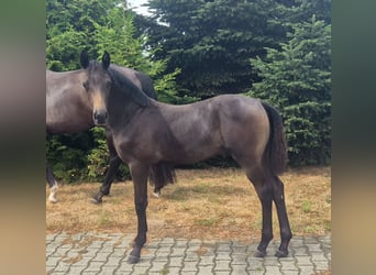 Hannoveraner, Hengst, Fohlen (03/2026), 170 cm, Dunkelbrauner