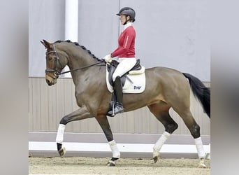 Hannoveraner, Hengst, , 170 cm, Dunkelfuchs
