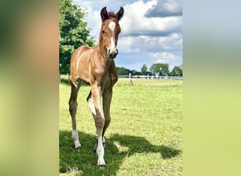 Hannoveraner, Hengst, Fohlen (05/2025), 170 cm, Dunkelfuchs