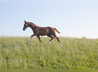 Hannoveraner, Hengst, Fohlen (04/2025), 170 cm, Dunkelfuchs