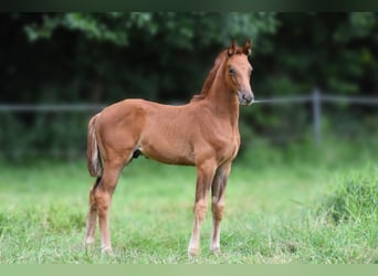 Hannoveraner, Hengst, Fohlen (06/2025), 170 cm, Dunkelfuchs