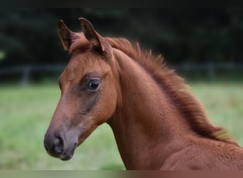 Hannoveraner, Hengst, Fohlen (06/2025), 170 cm, Dunkelfuchs