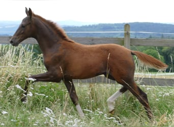 Hannoveraner, Hengst, Fohlen (03/2026), 170 cm, Dunkelfuchs