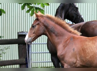 Hannoveraner, Hengst, Fohlen (02/2025), 170 cm, Fuchs