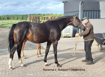Hannoveraner, Hengst, , 170 cm, Fuchs