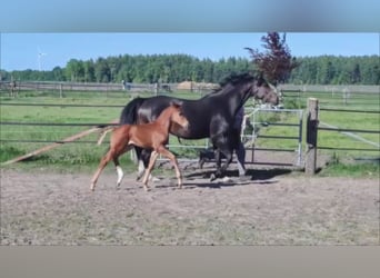 Hannoveraner, Hengst, , 170 cm, Fuchs