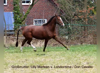 Hannoveraner, Hengst, , 170 cm, Fuchs