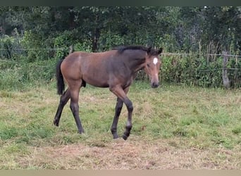 Hannoveraner, Hengst, Fohlen (04/2026), 170 cm, Kann Schimmel werden
