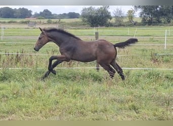 Hannoveraner, Hengst, Fohlen (04/2026), 170 cm, Kann Schimmel werden