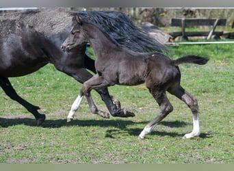 Hannoveraner, Hengst, Fohlen (03/2026), 170 cm, Rappe