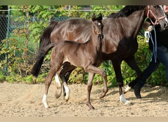 Hannoveraner, Hengst, Fohlen (04/2026), 170 cm, Rappe