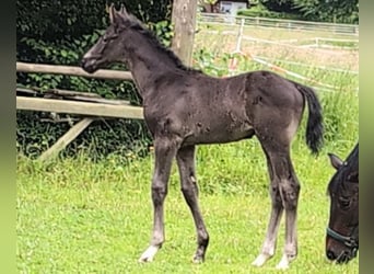 Hannoveraner, Hengst, , 170 cm, Rappe