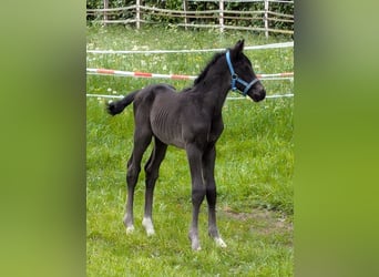 Hannoveraner, Hengst, , 170 cm, Rappe
